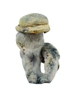 Yeti Magic Mushrooms DC