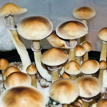burma-myanmar-magic-mushroom-spores-psilocybe-cubensis_spore-store_thumbnail.jpg
