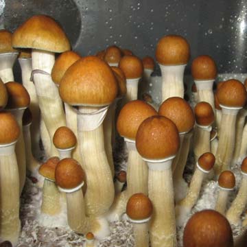 ecuador-ecuadorian-magic-mushroom-spores-psilocybe-cubensis_spore-store_thumbnail-1.jpg