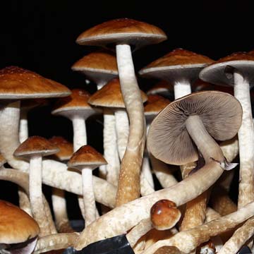 golden-teacher-mushroom-spores-psilocybe-cubensis_spore-store_thumbnail.jpg