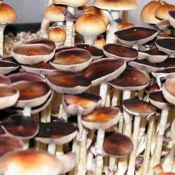 pes-amazonian-amazon-mushroom-spores-psilocybe-cubensis_spore-store_thumbnail.jpg